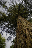arboretum-sequoia3-copyright-photoclubseraing-3385