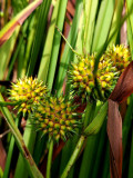 arboretum-seraing-04-3387