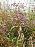 dscn3315-2991