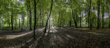 patrimoine-forestier-vecquee2-copyright-photoclubseraing-3389