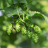 sac-houblon-3606