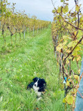vignoble-5-3718