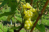 vignoble-liege-cepage-johanniter-3607