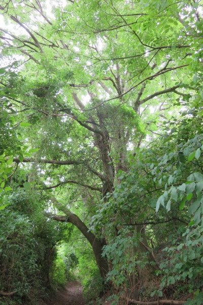 balade-hombourg-ao-t-2019-26-3458