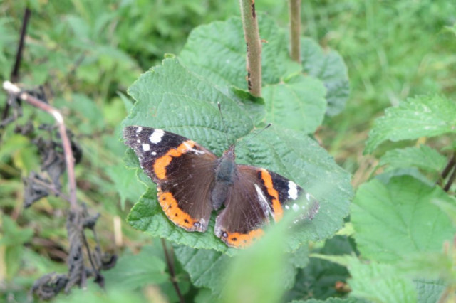 balade-hombourg-ao-t-2019-27-3457