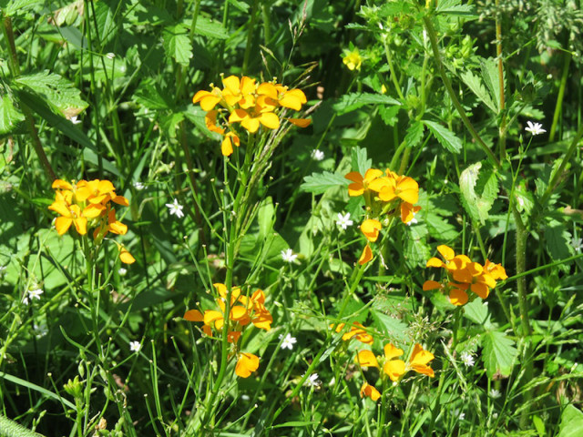 c21-gsaveurs-vegetales-sur-les-coteaux-iroflee-sauvage-1-small-646