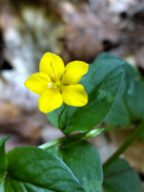 lysimachia-nemorum-3602