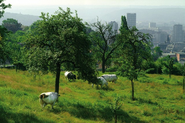 vaches-312