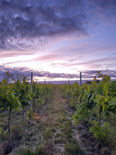 vignoble-0-3716
