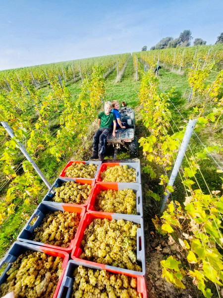 vignoble-1-3719