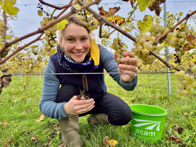 vignoble-3-3722