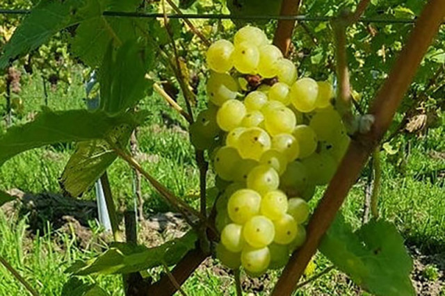 vignoble-liege-cepage-johanniter-3607