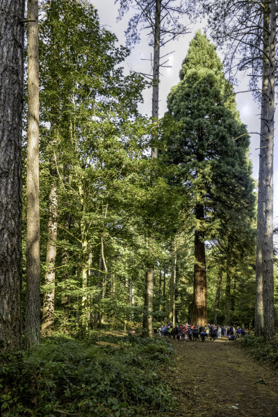 arboretum-sequoia-copyright-photoclubseraing-3384