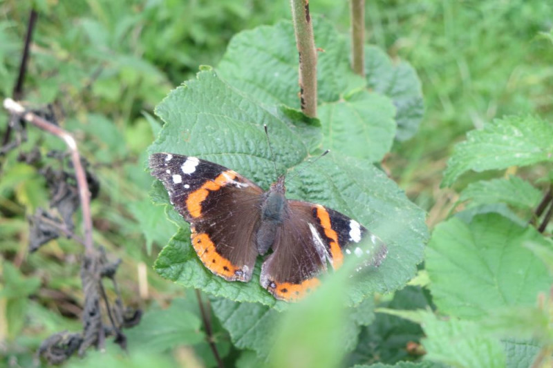 balade-hombourg-ao-t-2019-27-3457
