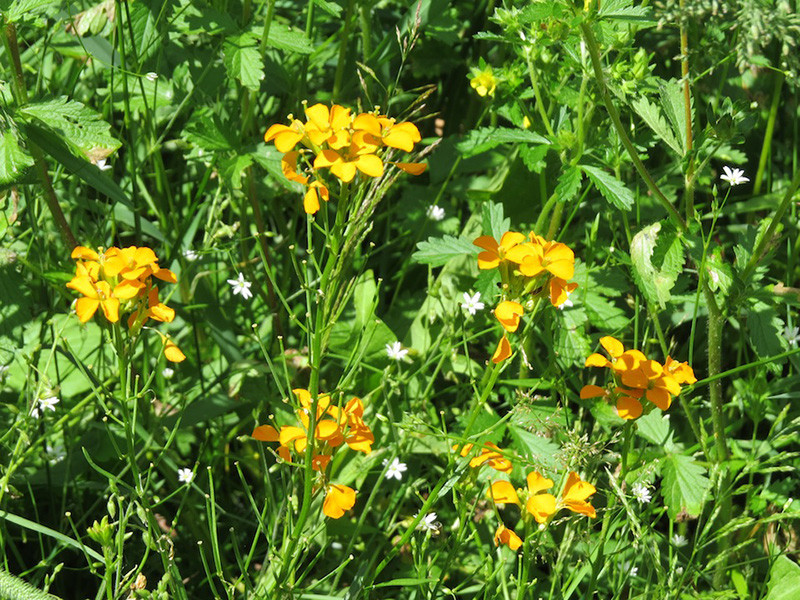 c21-gsaveurs-vegetales-sur-les-coteaux-iroflee-sauvage-1-small-646