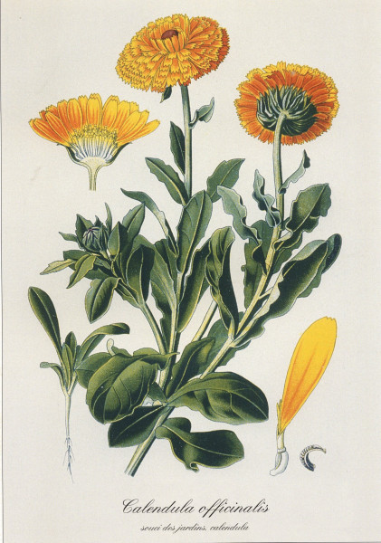 medicinales-4-3347