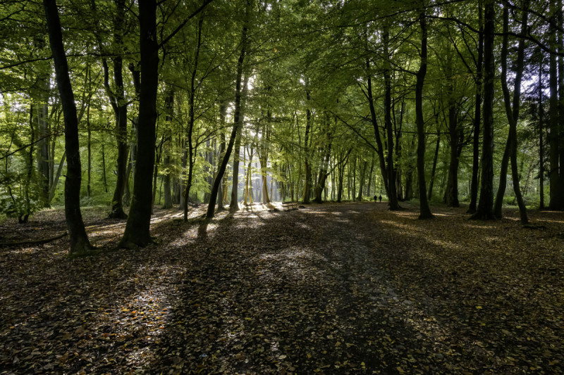 patrimoine-forestier-vecquee-copyright-photoclubseraingn-3390