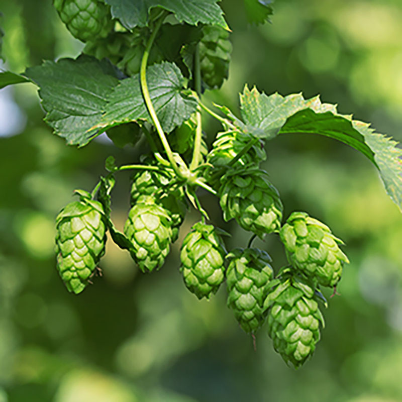 sac-houblon-3606